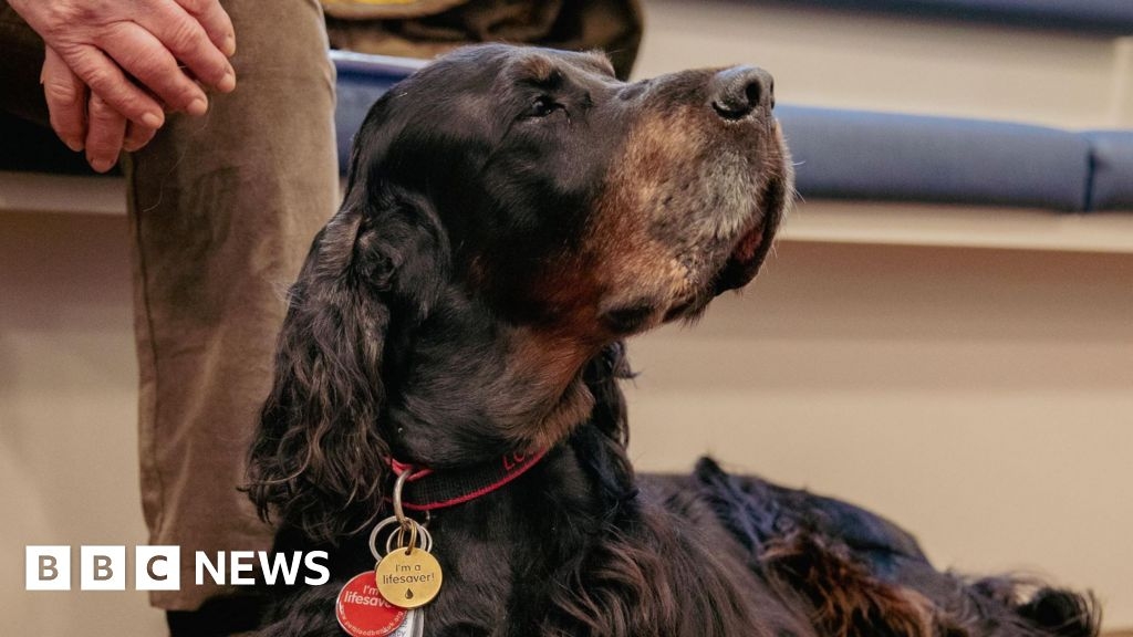Blood donor dog from Eaton Bray nominated for Crufts hero award