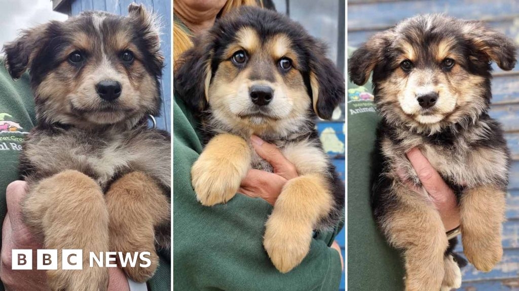 Puppies rescued from breeder named after AFC Bournemouth players