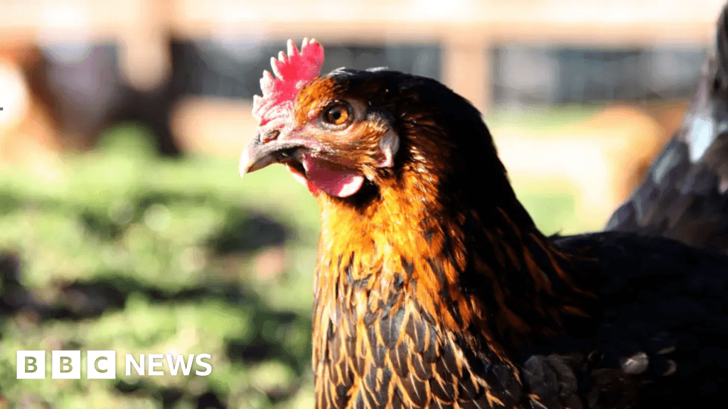 Chicken farm plans called a 'danger' to River Kennet in Newbury