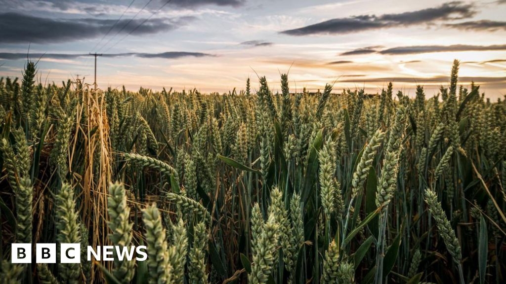 Pioneering organic Pimhill Farm put up for sale at £10m