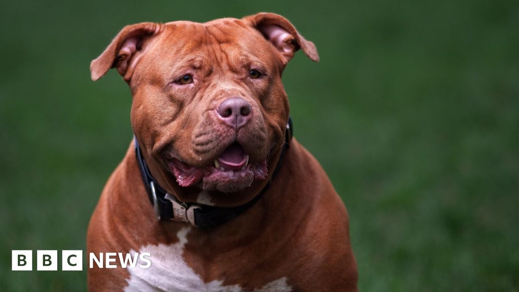 Bristol owner fined and warned XL bully could be destroyed