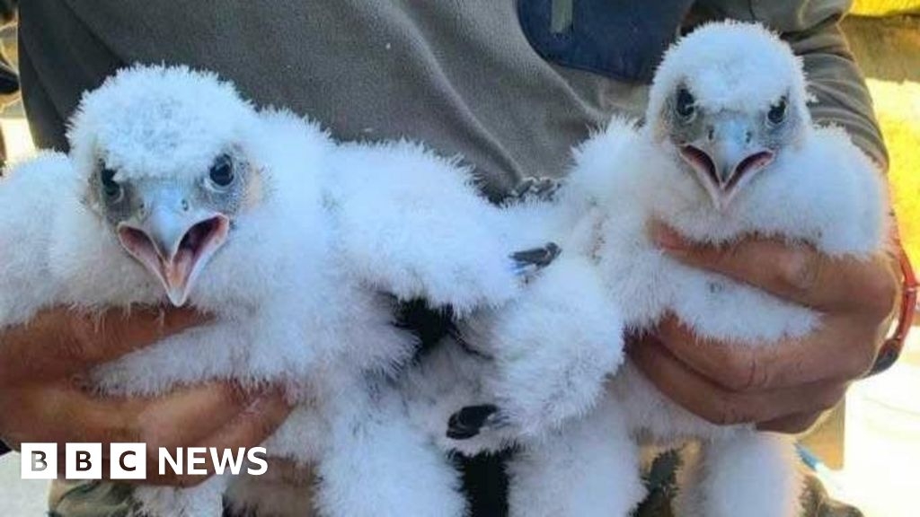 Peregrine falcon chicks hatch on Glasgow University tower