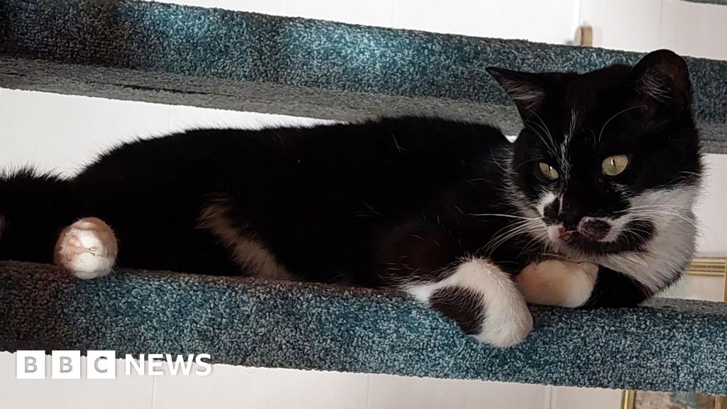 Shropshire rescue for stowaway cat that crossed three countries