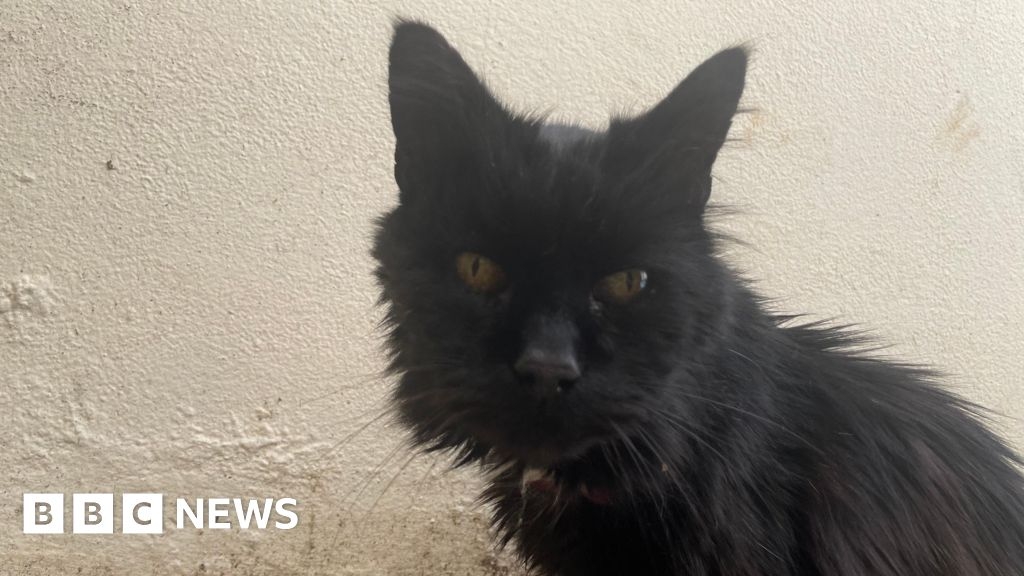 Cat named after sitcom celebrates 25th birthday