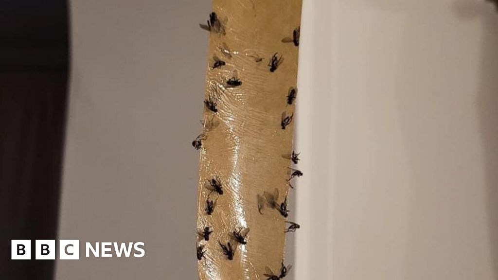 Leamington Spa fly infestation needs to be resolved