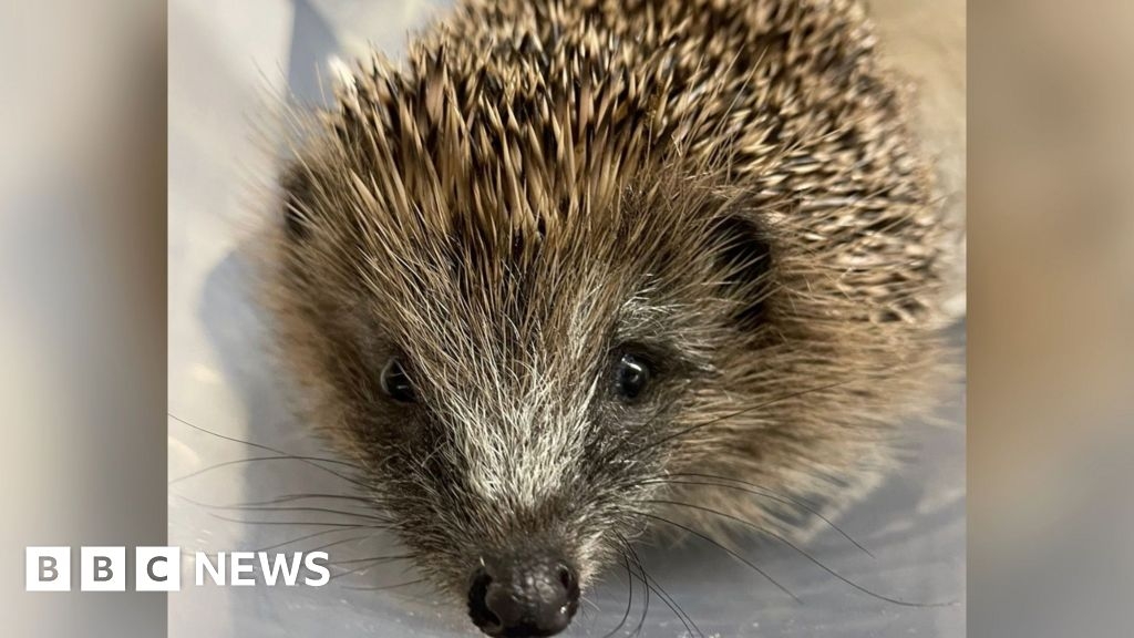 Brightlingsea hedgehog rescuer wants signs to prevent injuries
