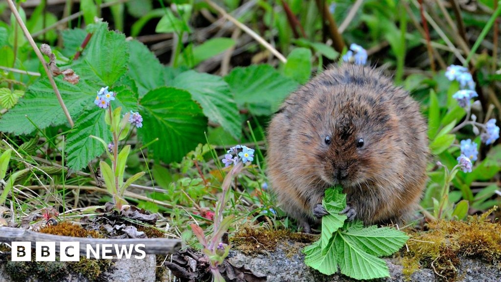 'Vole-unteers' sought to stem rare mammal decline