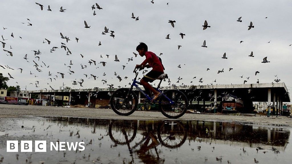 Mumbai: Pigeon feeding ban sparks debate in India