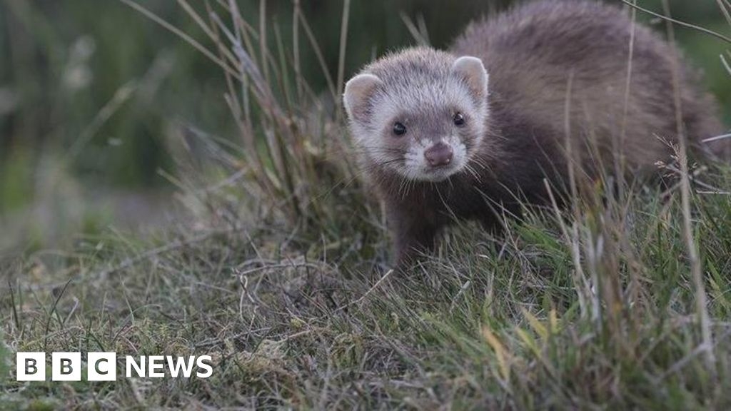 Rathlin Island:  Conservationists confident over ferret removal