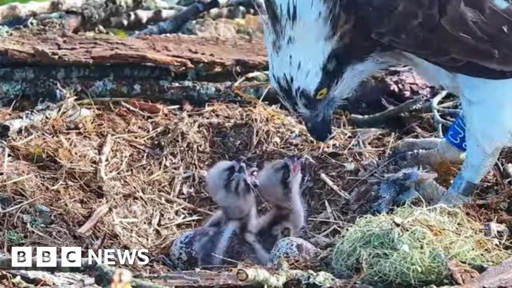 Poole Harbour osprey pair hatch third chick of year