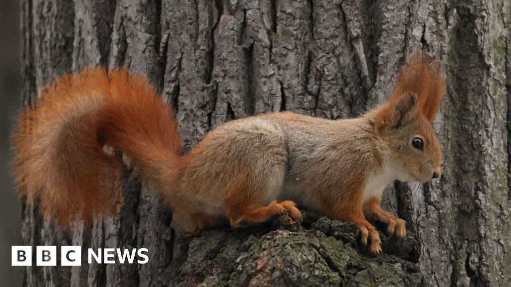 Why are there no native squirrels in Guernsey?