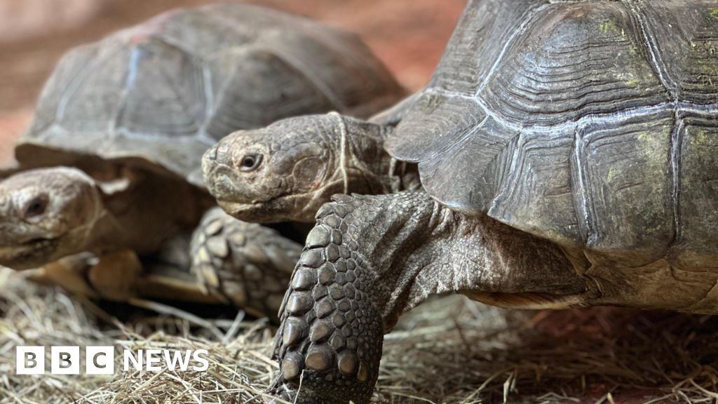 Leeds: Tropical World welcomes arrival of five giant tortoises