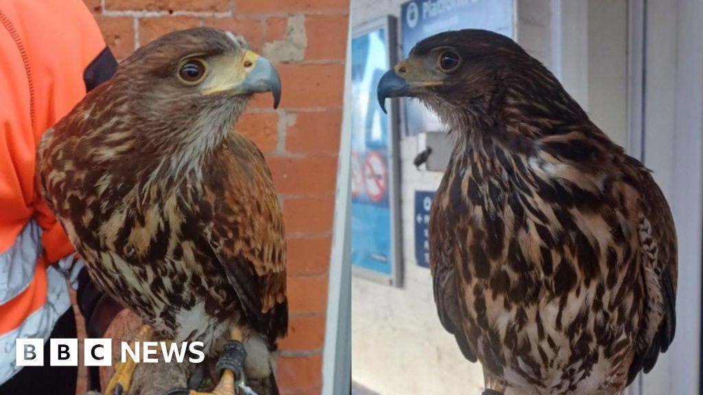 Top gun Maverick swoops in to end pigeon chaos at train stations