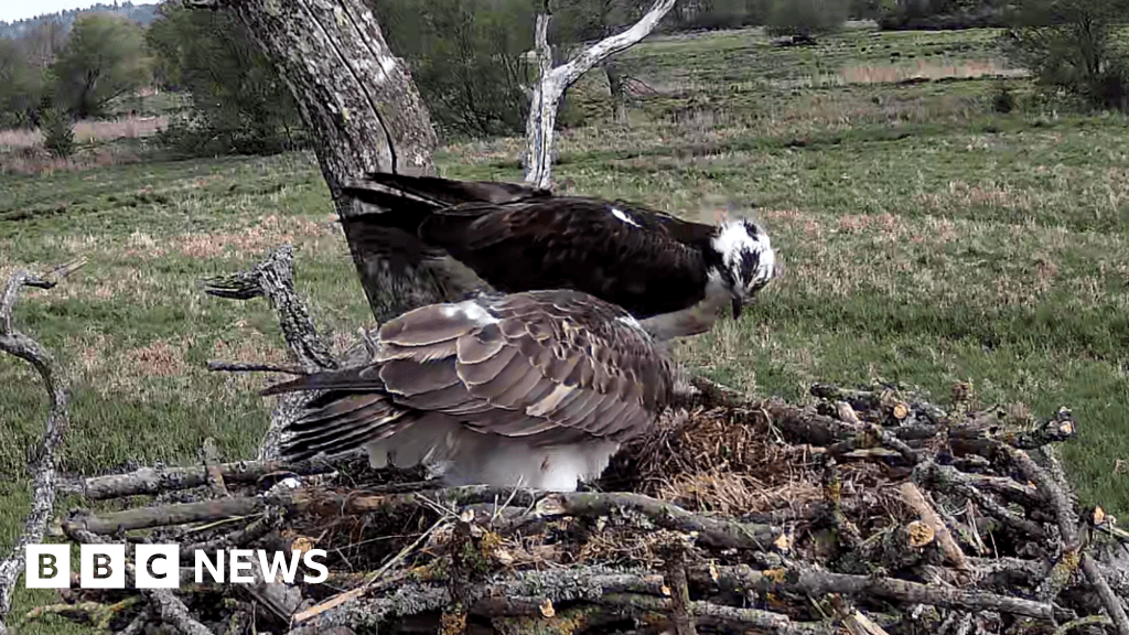 Second pair of breeding ospreys in Poole a 'major milestone'