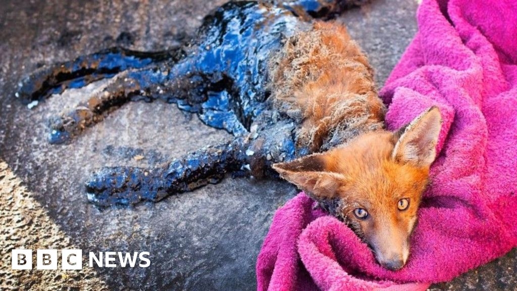 London fox cub coated in bitumen rescued by Essex animal hospital