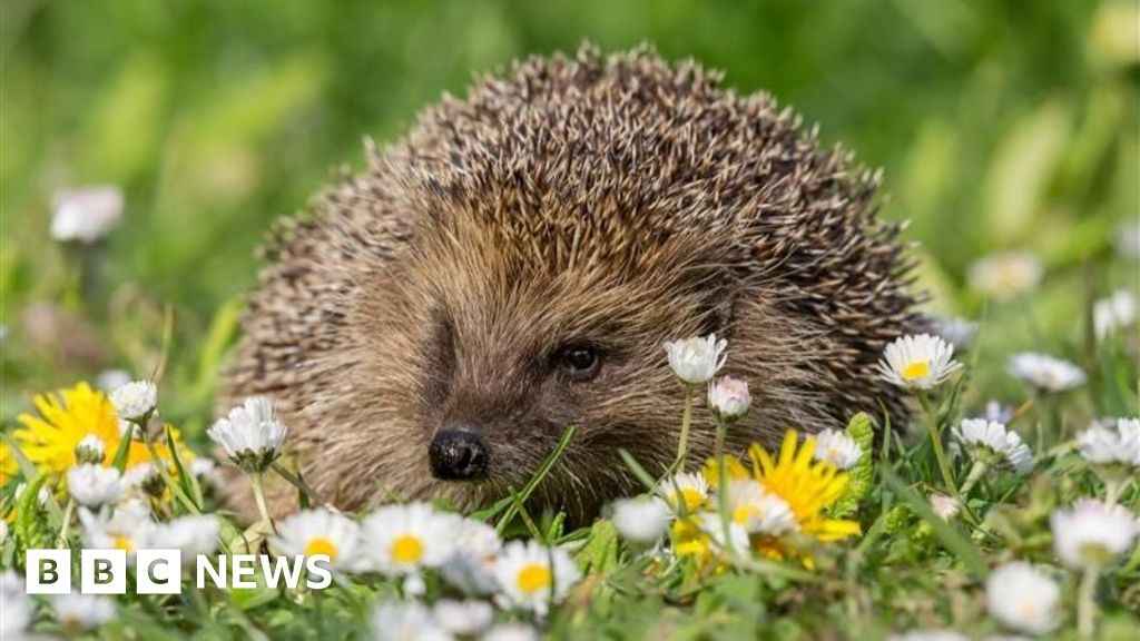 University of Brighton launches campus hedgehog survey