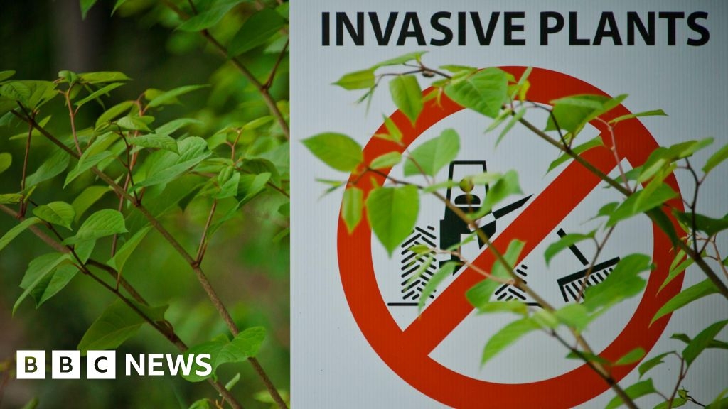 Invasive plants may increase flood risk in Calderdale, council warns