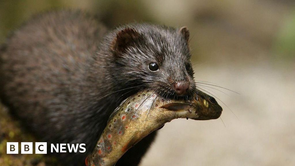 New plan to 'eradicate' mink from Outer Hebrides