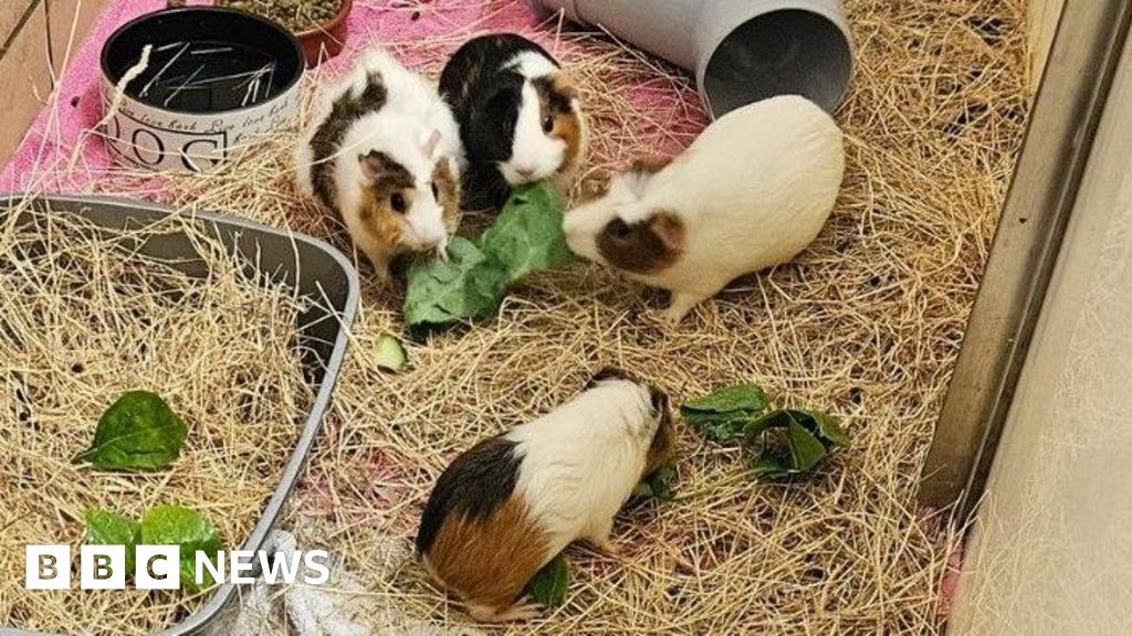 Kent's RSPCA rescues about 100 guinea pigs from property