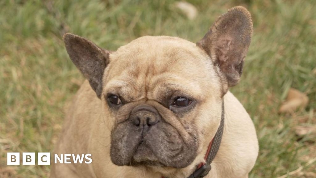 Suffolk dog rescued from pipe emerges 'unbothered' by drama