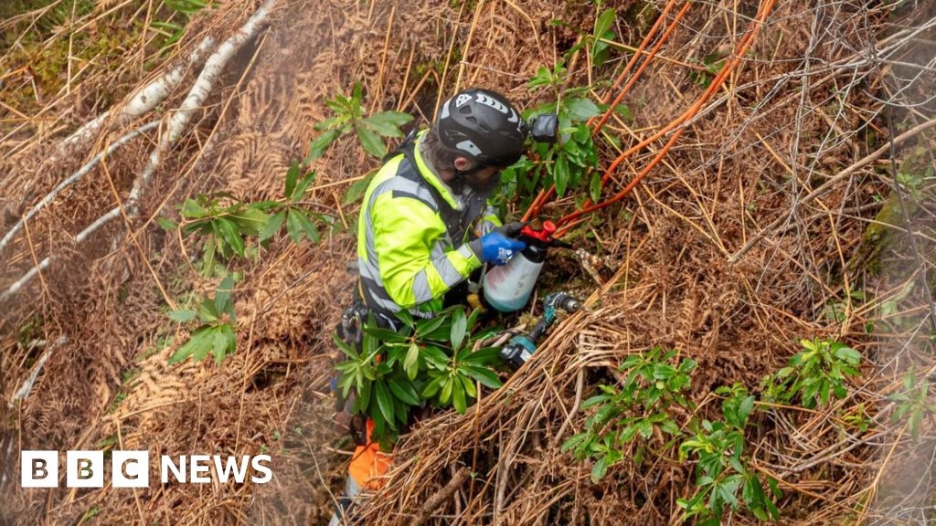 In pictures: Invasive plants killed off in Corrieshalloch Gorge