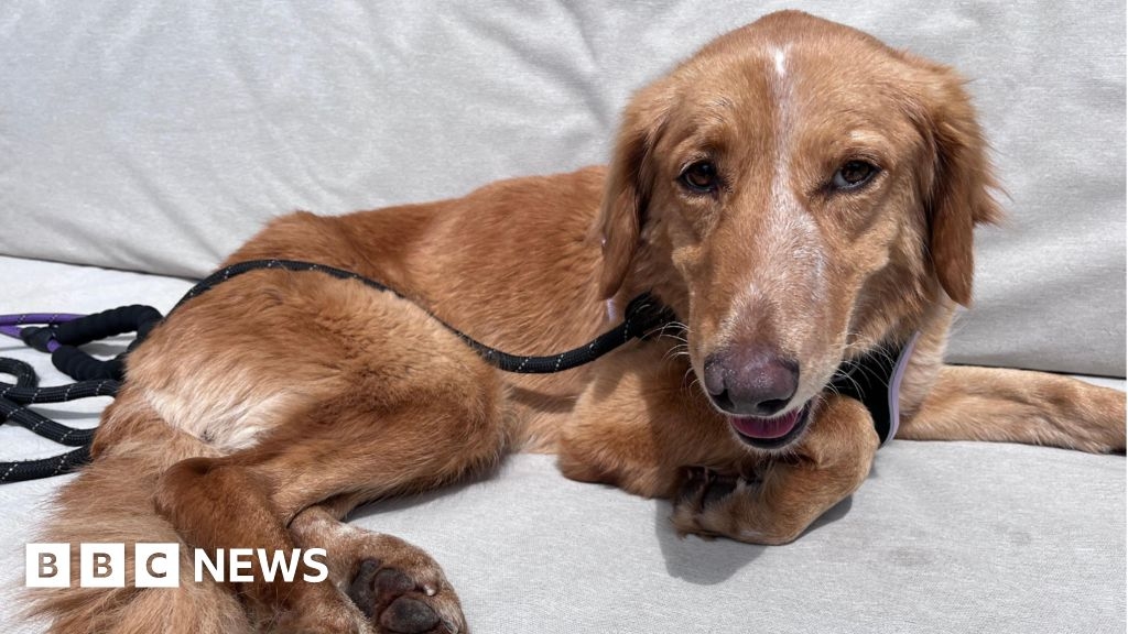 Dog home safe after Brownsea Island swim and 100-mile trip