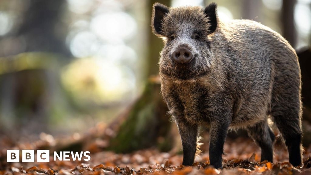 Feral pigs spotted roaming Cairngorms National Park caught and culled