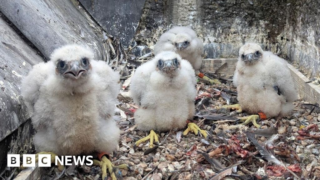 Romsey Abbey celebrates first-ever peregrine falcon chicks