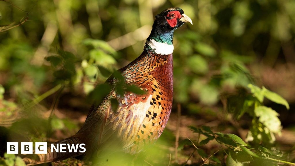Study finds pheasant link to Lyme disease germ in ticks