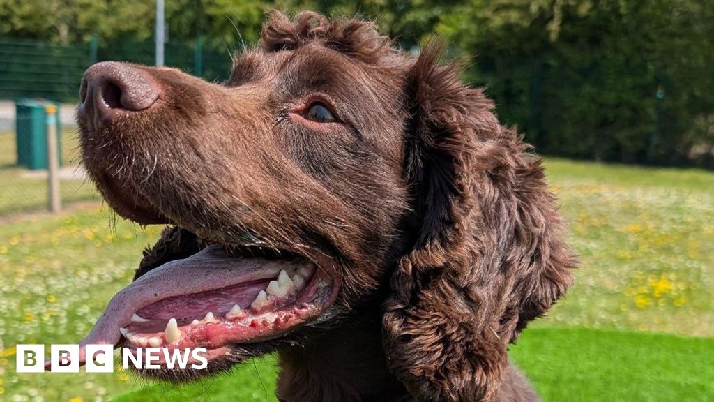 Derbyshire Police takes Hank from stray to sniffer dog