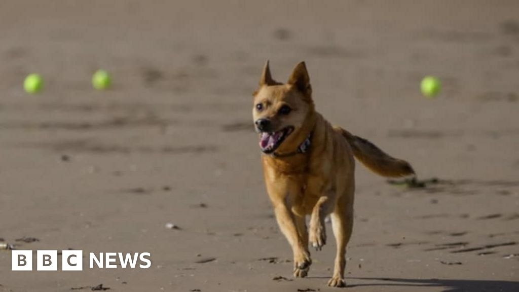 Dog toy exchange set up on Lytham St Annes beach in memory of pet