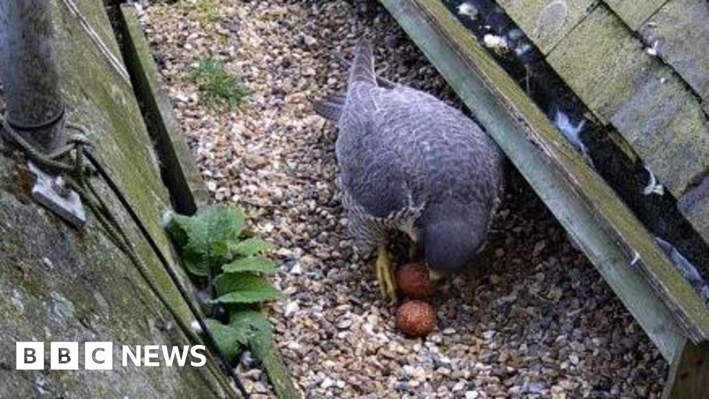 St Albans falcons lay two new eggs after first clutch destroyed