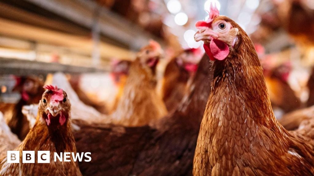 Bird Flu: Birds will be free to roam as control zones to be lifted