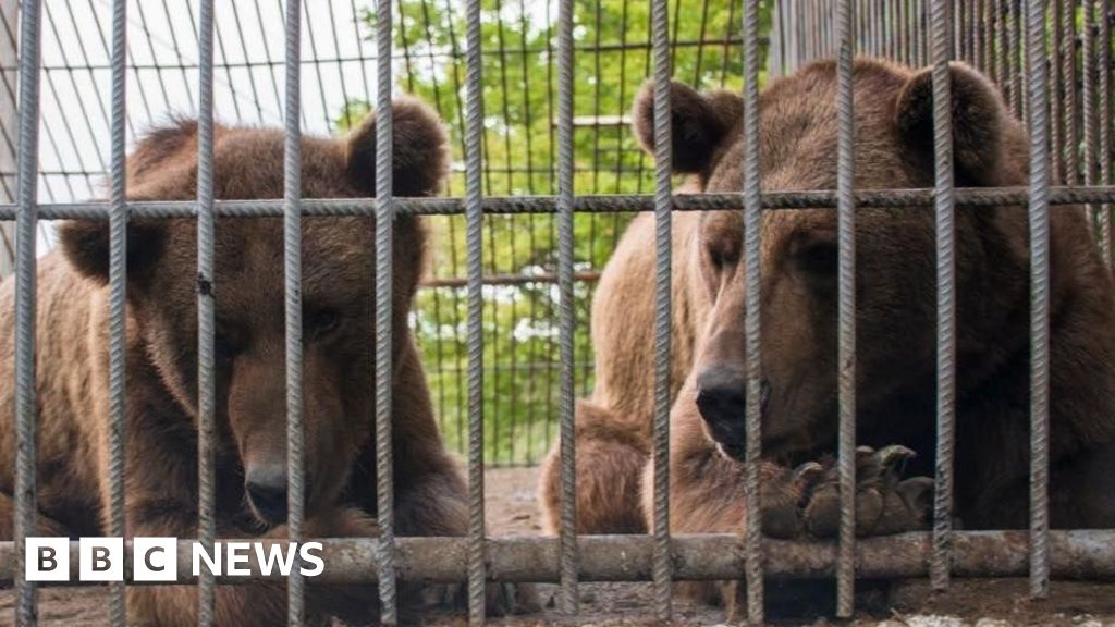 Bears kept in cage in Azerbaijan arrive at Isle of Wight sanctuary