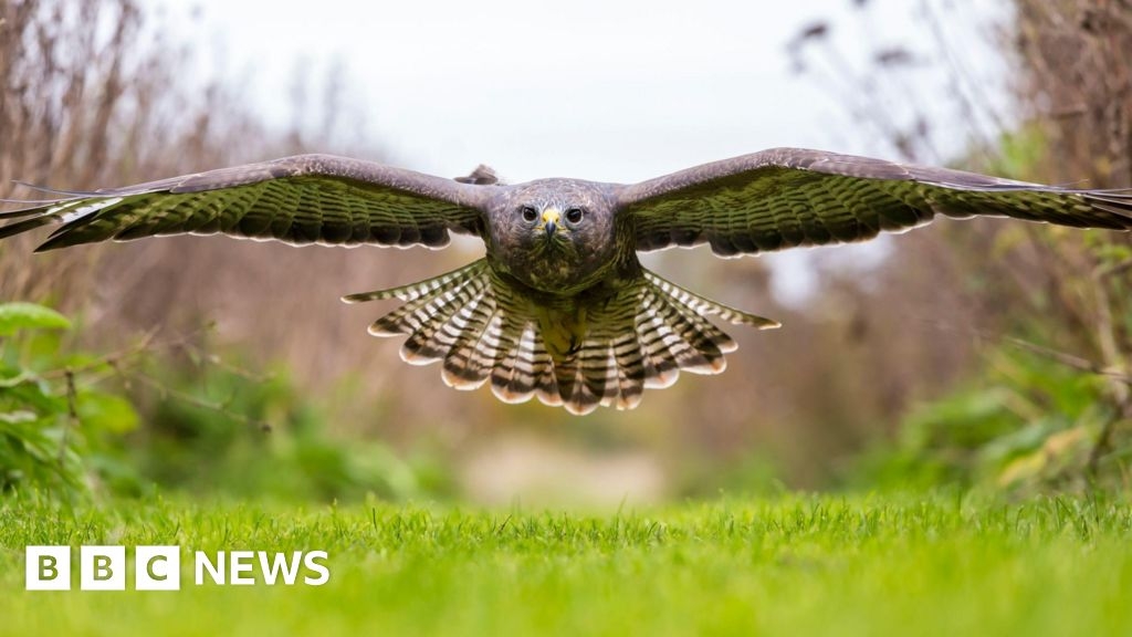 Pupils told to stay indoors after buzzard nests in playground