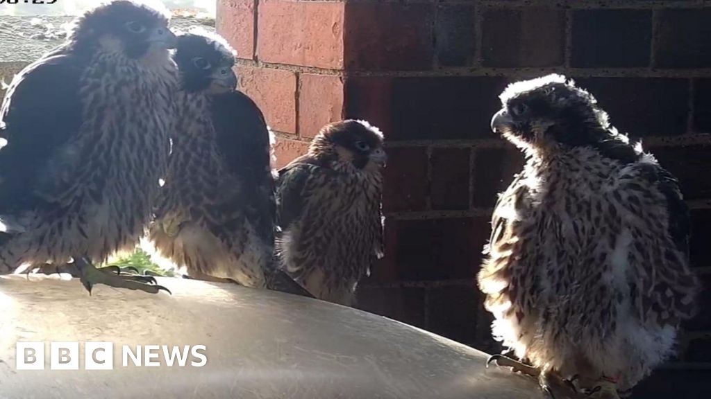 Tolkien inspires naming of Leamington's four peregrine falcons