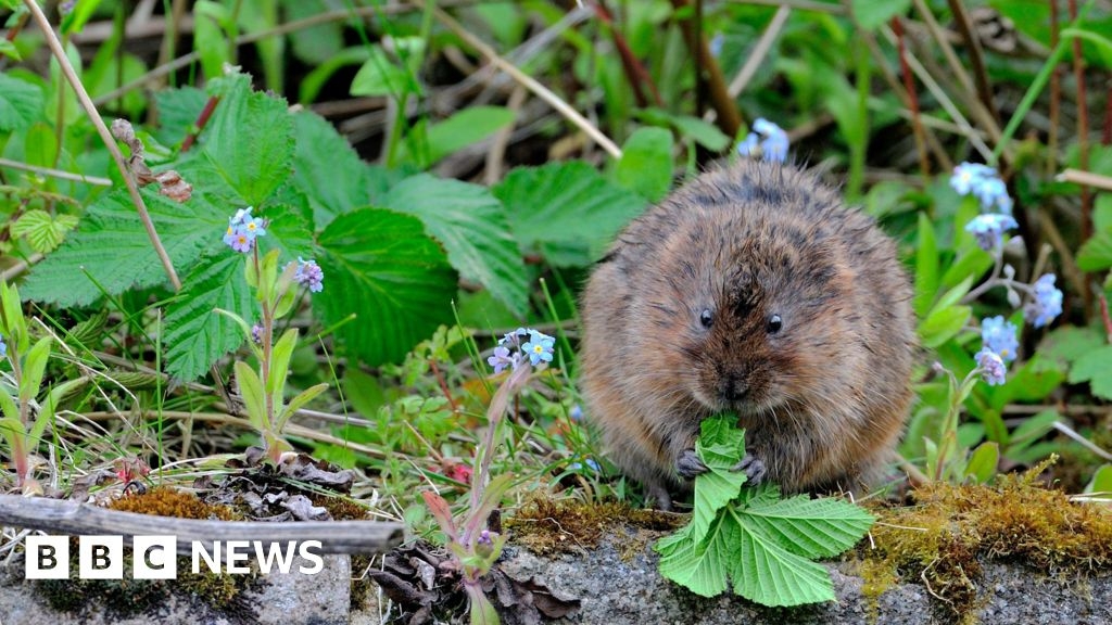 Nene Wetlands water voles need to be spotted, says charity