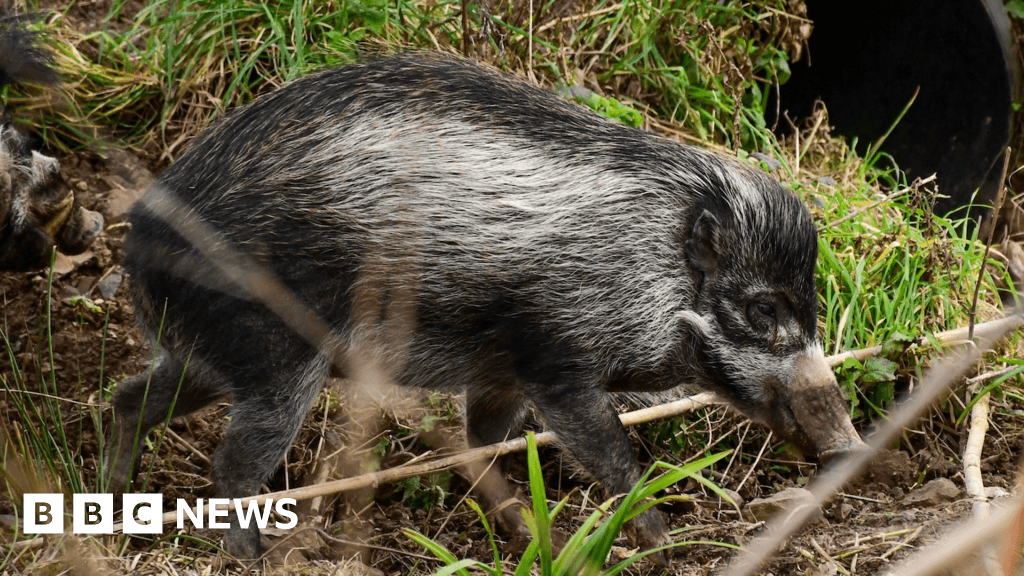Enclosure for endangered Visayan pigs opens at Durrell Trust