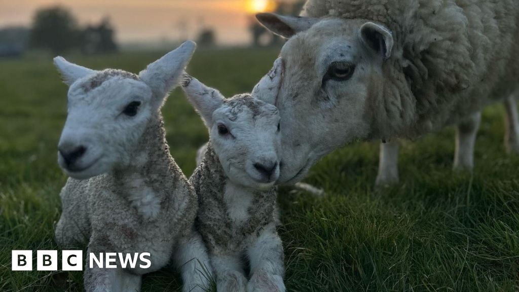 Norfolk farm welcomes 'enormous' 10kg lambs
