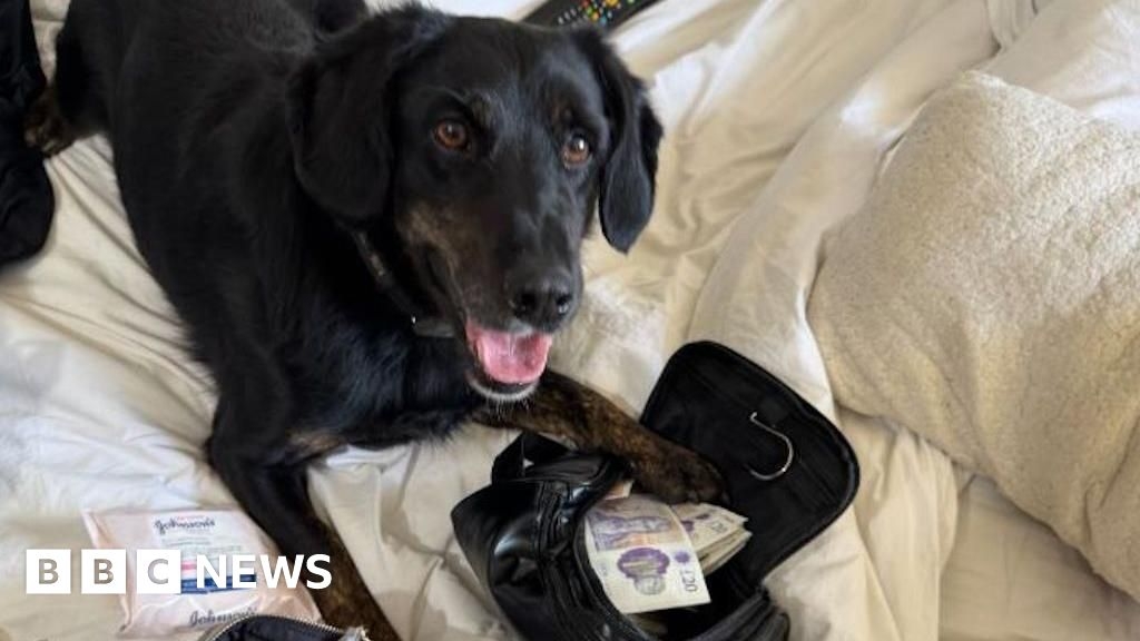 Essex Police dog sniffs out £20,000 during Harlow raid