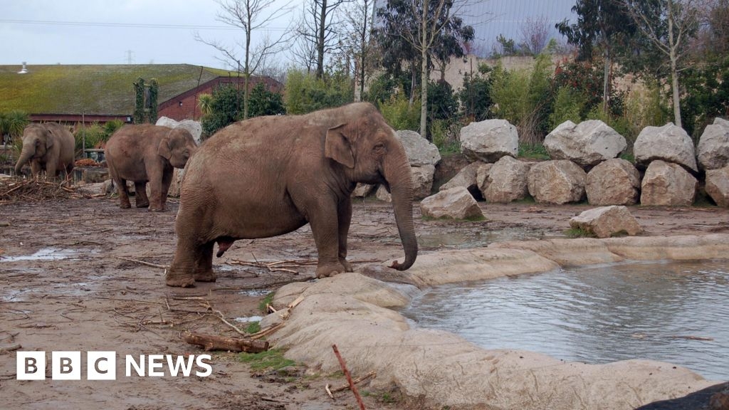 Zoo animals to get more space in 'long overdue' welfare reforms