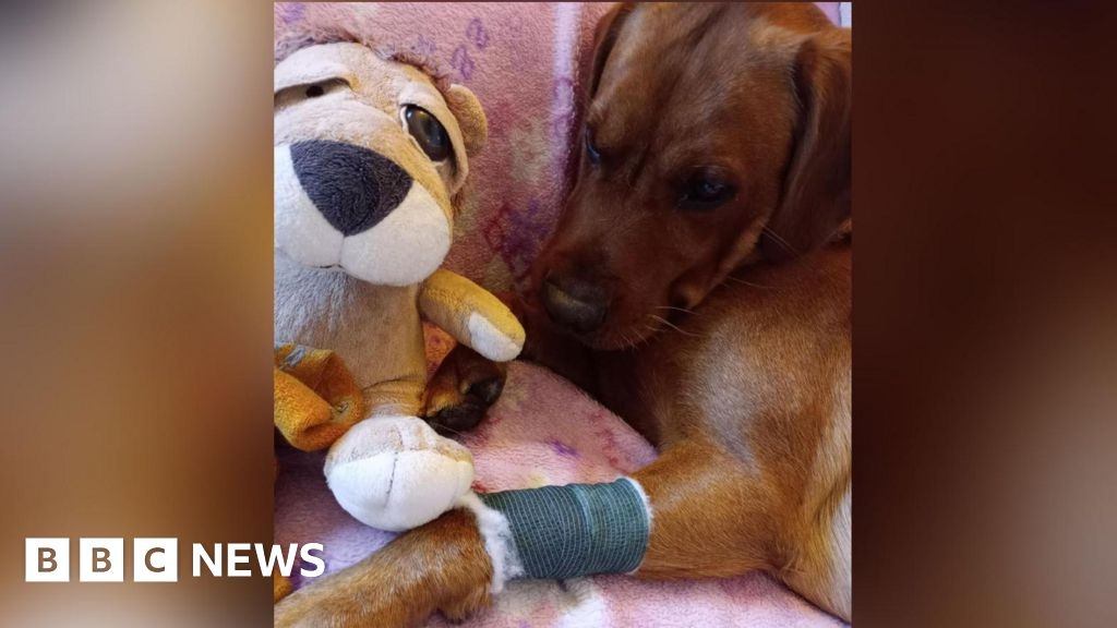 Dog owner urges caution after pet bitten by adder near Whitby