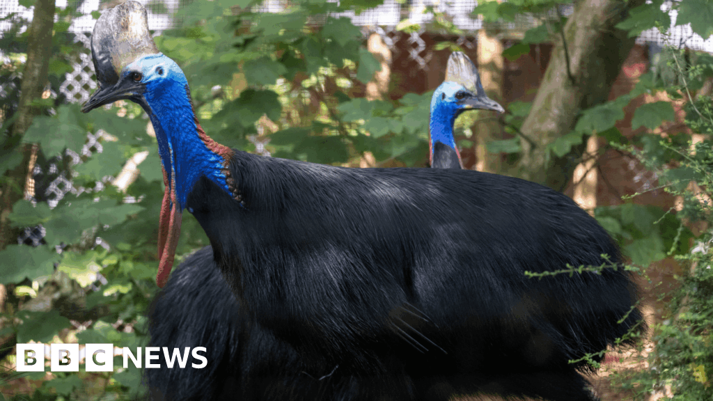 Devon zoo hopes pair of 'enormous' cassowaries will mate