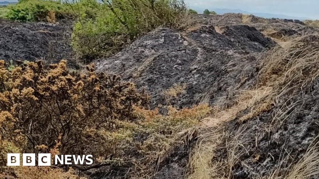 Wildlife habitats destroyed in Silloth sand dunes fire