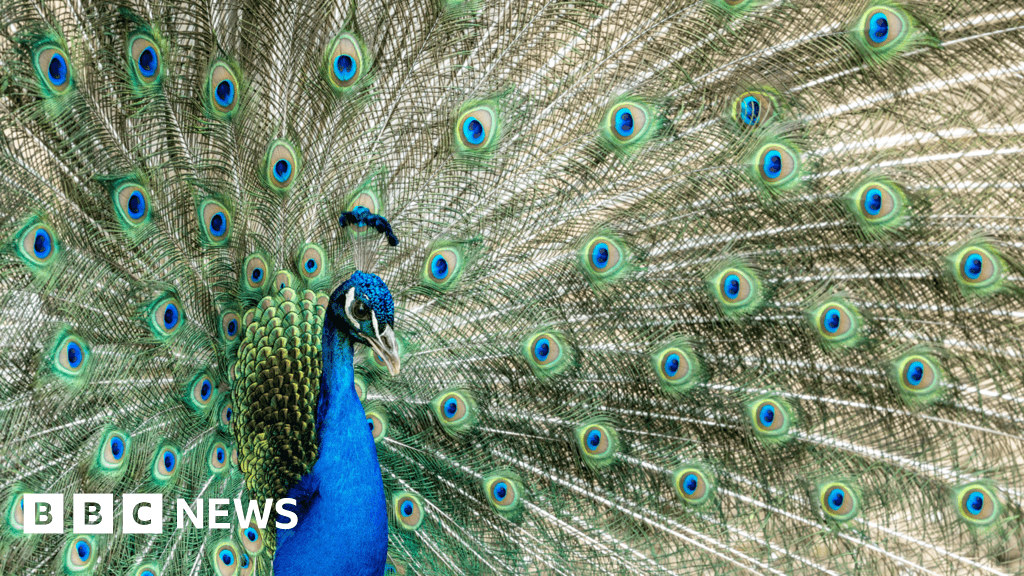 Peacocks in Tutbury village are a 'serious problem', says council