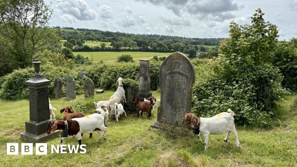 Pembrokeshire goats used as eco-friendly lawn mowers in churchyard
