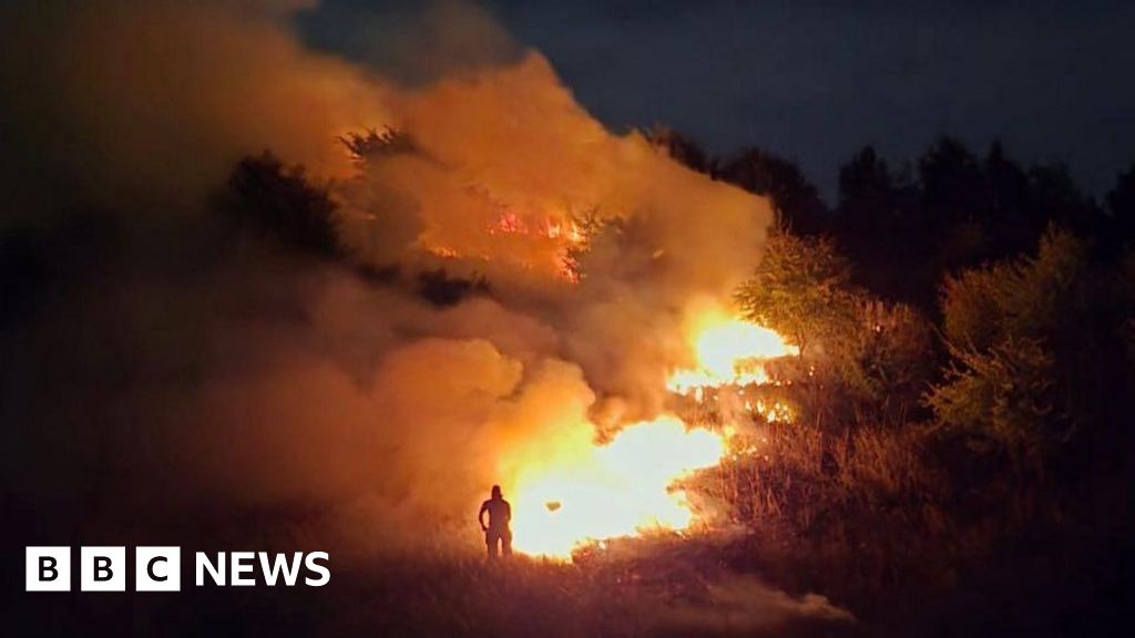 Arson destroys beautiful forest, fire service says