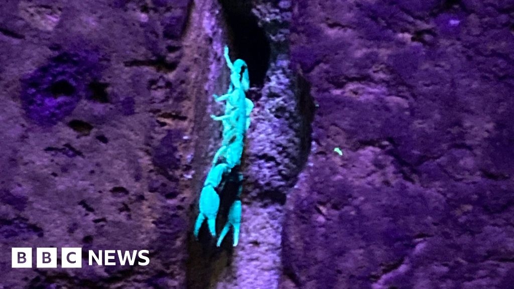Sheppey: New scorpion wrangling club holds first meeting