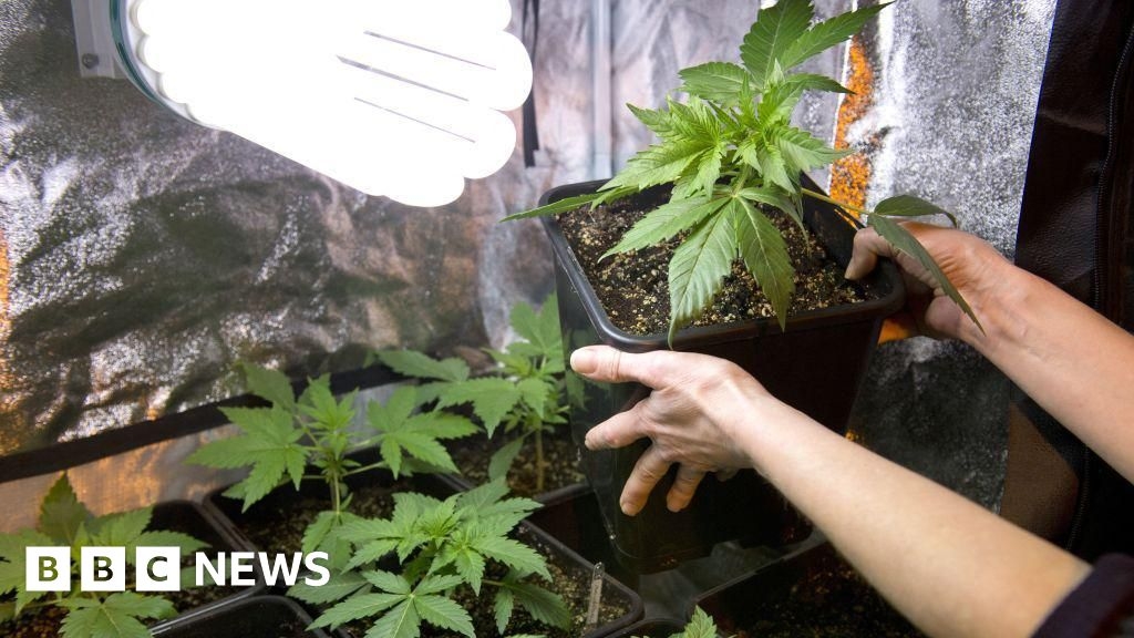 Cardiff: Four on trial for smuggling cannabis via post