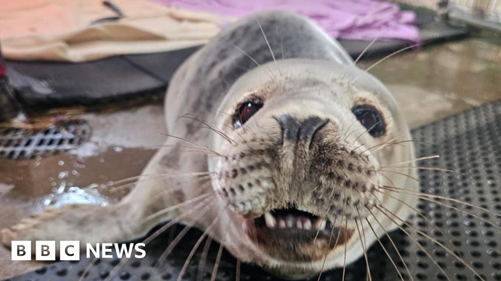 GSPCA hospital concern as third seal pup of 2025 rescued